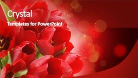  Presentation with tulips - Theme featuring red tulips on a starry background and a crimson colored foreground