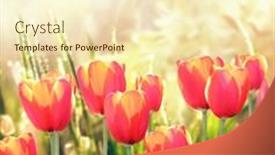  Presentation with abstract spring green - PPT theme consisting of red-tulips-on-abstract-sunny background and a  colored foreground