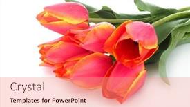  Presentation with tulips - 