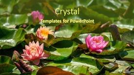  Presentation with water lily - Colorful presentation theme enhanced with red-water-lily-flowers-nymphaea backdrop and a tawny brown colored foreground