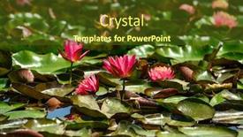  Presentation with water lily - Presentation theme having red-water-lily-flowers-nymphaea background and a tawny brown colored foreground