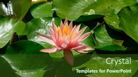  Presentation with water lily - Cool new slide set with red-water-lily-flowers-nymphaea backdrop and a tawny brown colored foreground