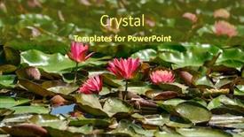  Presentation with water lily - Presentation design enhanced with red-water-lily-flowers-nymphaea background and a tawny brown colored foreground