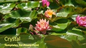  Presentation with water lily - Audience pleasing presentation design consisting of red-water-lily-flowers-nymphaea backdrop and a tawny brown colored foreground