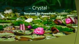  Presentation with water lily - Slide set featuring red-water-lily-flowers-nymphaea background and a forest green colored foreground