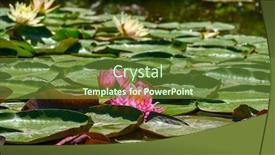  Presentation with water lily - Presentation with red-water-lily-flowers-nymphaea background and a tawny brown colored foreground