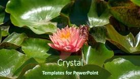  Presentation with water lily - Slide set with red-water-lily-flowers-nymphaea background and a tawny brown colored foreground