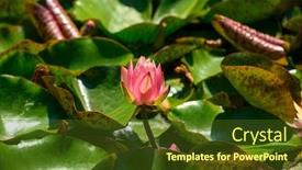  Presentation with water lily - Presentation theme featuring red-water-lily-flowers-nymphaea background and a tawny brown colored foreground