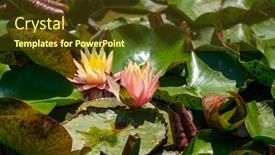  Presentation with water lily - Cool new presentation design with red-water-lily-flowers-nymphaea backdrop and a tawny brown colored foreground