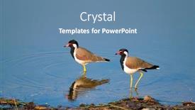  Presentation with india - Amazing theme having red-wattled-lapwing-vanellus-indicus backdrop and a teal colored foreground