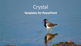  Presentation with india - PPT layouts consisting of red-wattled-lapwing-vanellus-indicus background and a teal colored foreground
