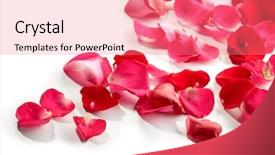  Presentation with white wedding - PPT theme consisting of red wedding - petals of a rose background and a coral colored foreground