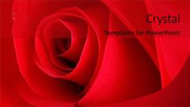  Presentation with bible red rose - Slide deck having portrait of a family of four watching tv in living room background and a mint green colored foreground