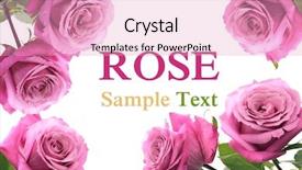  Presentation with frame - Amazing PPT theme having red wedding - rose frame copy-space backdrop and a lemonade colored foreground