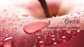  Presentation with droplet - Presentation design consisting of red wet apple with big background and a coral colored foreground