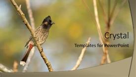  Presentation with branch - Beautiful slides featuring red whiskered bulbul bird backdrop and a yellow colored foreground