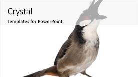  Presentation with red - Colorful presentation theme enhanced with red-whiskered bulbul - pycnonotus jocosus - isolated on white backdrop and a white colored foreground