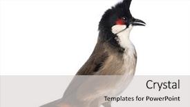  Presentation with red - Theme having red-whiskered bulbul - pycnonotus jocosus - isolated on white background and a light gray colored foreground