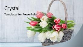  Presentation with easter basket - Presentation with red white - colorful tulips bouquet basket background and a sky blue colored foreground