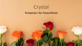  Presentation with romance - Colorful PPT layouts enhanced with red-white-and-orange-roses backdrop and a coral colored foreground