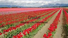 Presentation with washington state ferries - PPT layouts with red white blue mountain - field of tulips at skagit background and a  colored foreground
