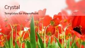  Presentation with tulips - Theme having red white blue plant - field of tulips background and a lemonade colored foreground
