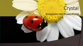  Presentation with ladybug - Presentation consisting of red white blue plant - ladybug background and a yellow colored foreground