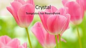  Presentation with coloured - Slide deck consisting of red white blue plant - multi coloured tulips and daffodils background and a coral colored foreground