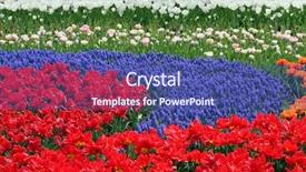  Presentation with flower - Presentation theme enhanced with red white blue plant - multicolored flower bed background and a ocean colored foreground