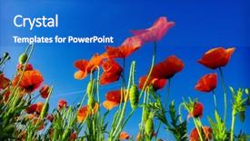  Presentation with medical assistant pediatric field - Presentation theme with red white blue plant - poppy field background and a  colored foreground