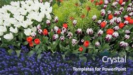  Presentation with easter bunny yellow spring flower - Beautiful slides featuring red white blue plant - spring flower bed backdrop and a tawny brown colored foreground