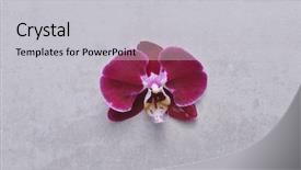  Presentation with orchid - Slide deck consisting of red white orchid flower isolated background and a  colored foreground