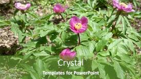  Presentation with peony - Amazing slide deck having red-wild-peony-in-nebrodi backdrop and a tawny brown colored foreground