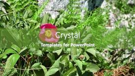  Presentation with peony - Audience pleasing PPT layouts consisting of red-wild-peony-in-nebrodi backdrop and a tawny brown colored foreground