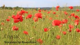  Presentation with poppy - Colorful slide set enhanced with red-wild-poppy-flowers backdrop and a gold colored foreground