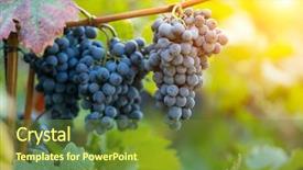  Presentation with grape vine wine grapes - Audience pleasing slides consisting of red wine grapes in wineyard backdrop and a tawny brown colored foreground