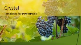  Presentation with wine - Beautiful presentation theme featuring red wine grapes in wineyard backdrop and a yellow colored foreground