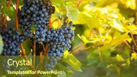  Presentation with grape vine wine grapes - Presentation theme consisting of red wine grapes in wineyard background and a tawny brown colored foreground