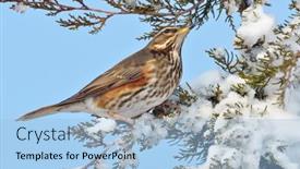  Presentation with red - Cool new presentation theme with red-wing-thrush-turdus-iliacus backdrop and a light blue colored foreground