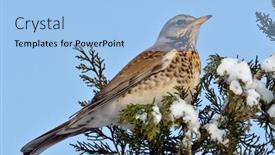  Presentation with red - Presentation having red-wing-thrush-turdus-iliacus background and a light blue colored foreground