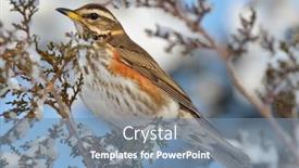  Presentation with white wine and red - Colorful slides enhanced with red-wing-thrush-turdus-iliacus backdrop and a seafoam green colored foreground