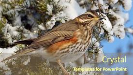  Presentation with white wine and red - Audience pleasing PPT theme consisting of red-wing-thrush-turdus-iliacus backdrop and a coral colored foreground