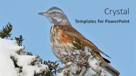 Presentation with red - Audience pleasing presentation theme consisting of red-wing-thrush-turdus-iliacus backdrop and a light blue colored foreground