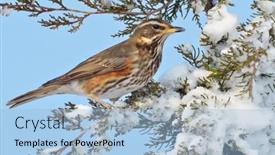  Presentation with red - Audience pleasing PPT theme consisting of red-wing-thrush-turdus-iliacus backdrop and a light blue colored foreground
