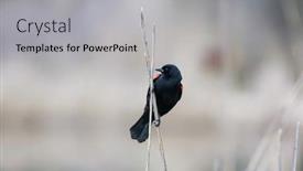 Presentation with tall - Slide set consisting of red-winged-black-bird background and a light gray colored foreground