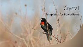  Presentation with plant - Presentation design featuring red-winged-black-bird background and a light gray colored foreground