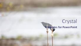  Presentation with tall - Cool new PPT layouts with red-winged-black-bird backdrop and a sky blue colored foreground