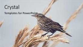  Presentation with white wine and red - Colorful presentation theme enhanced with red-winged blackbird female perches backdrop and a  colored foreground