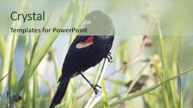  Presentation with white wine and red - Colorful PPT theme enhanced with red-winged blackbird male perching backdrop and a  colored foreground