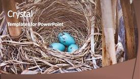  Presentation with vintage retro - Slide deck consisting of red winged blackbird nest background and a tawny brown colored foreground